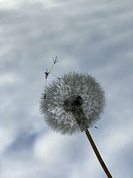 Banner Offenes Angebot für Trauernde