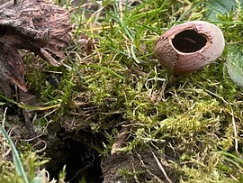 Banner Naturdetektive im Mäandertal - Auf Spurensuche im Herbst