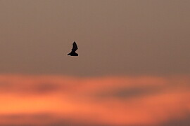 Banner LBV-Fledermausabend für Familien, Kinder und Jugendliche