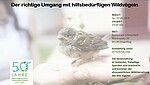 Logo Der richtige Umgang mit hilfsbedürftigen Wildvögeln