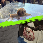 Logo Archäologie-Club x Umweltstation 