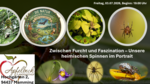 Logo Zwischen Furcht und Faszination – Unsere heimischen Spinnen im Portrait
