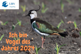 Banner Der Kiebitz im Landkreis Dingolfing-Landau: Schutzprojekte für einen bayerischen Charakterkopf