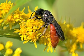 Banner Unterwegs mit Wildbienenexperte Erwin Scheuchl
