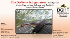 Banner Die Östliche Indigonatter – Erfolge und Misserfolge bei der Haltung und Zucht der “Autoreifenschlange” 